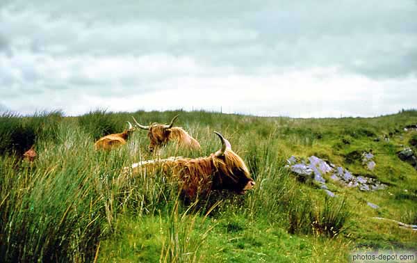 photo de Vaches des highlands allongées dans les hautes herbes