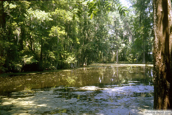 photo d'arbres dans l'étang