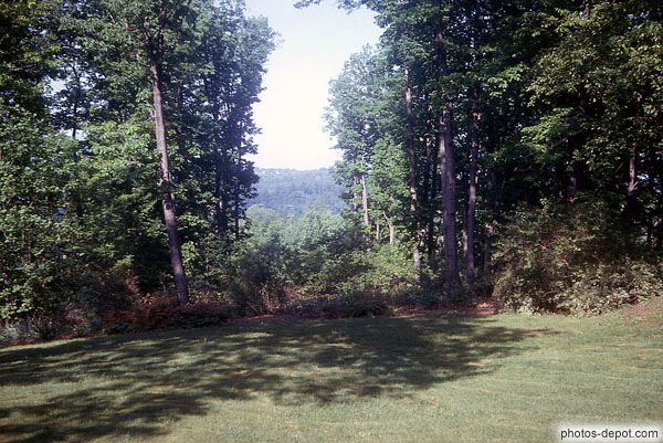 photo d'arbres pelouse