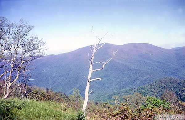 photo d'arbre mort devant la vallée