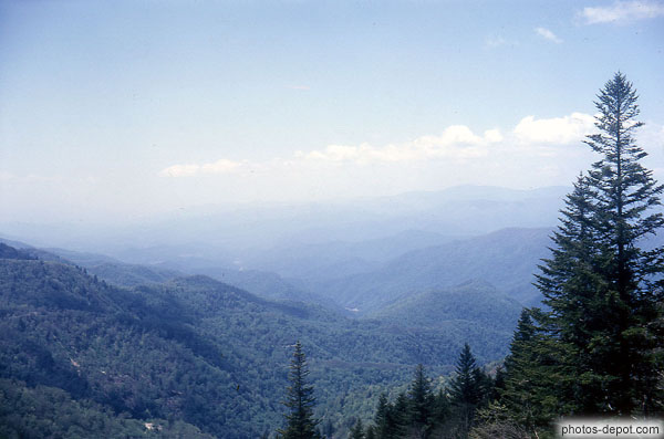 Sapin devant la forêt couvrant tout