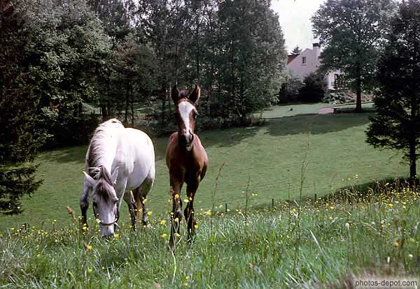 Jument blanche et son poulain brun dans le pré Inconnu, Photo 1970