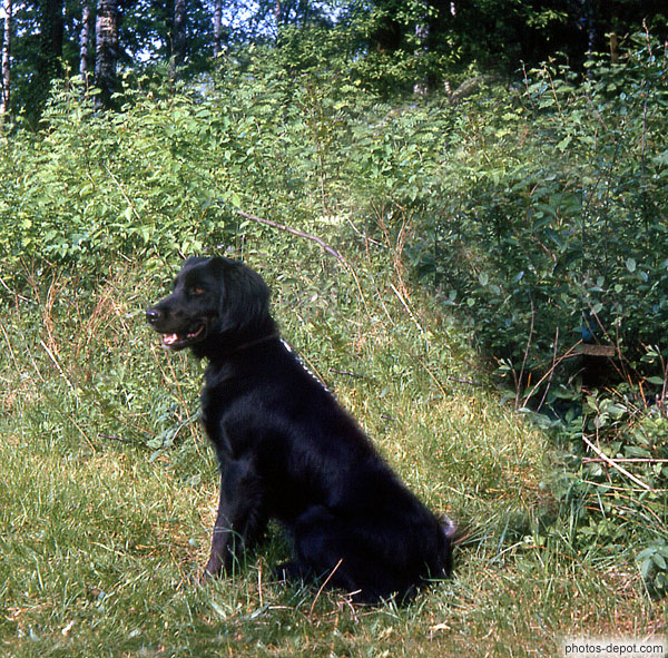 Chien noir en laisse Inconnu, Photo 1970