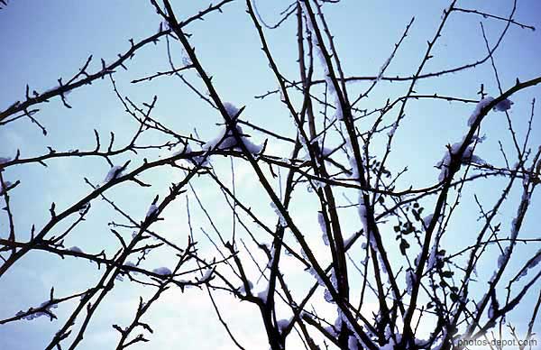Branchages recouverts de neige Inconnu, Photo 1970