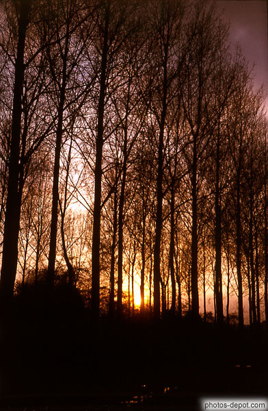 photo de coucher de soleil à travers les arbres