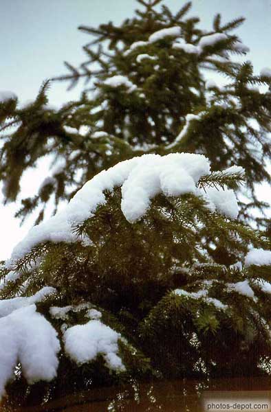 Neige sur les branches du sapin Inconnu, Photo 1970