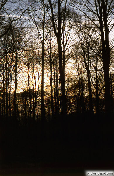 Ciel à travers les arbres Inconnu, Photo 1970