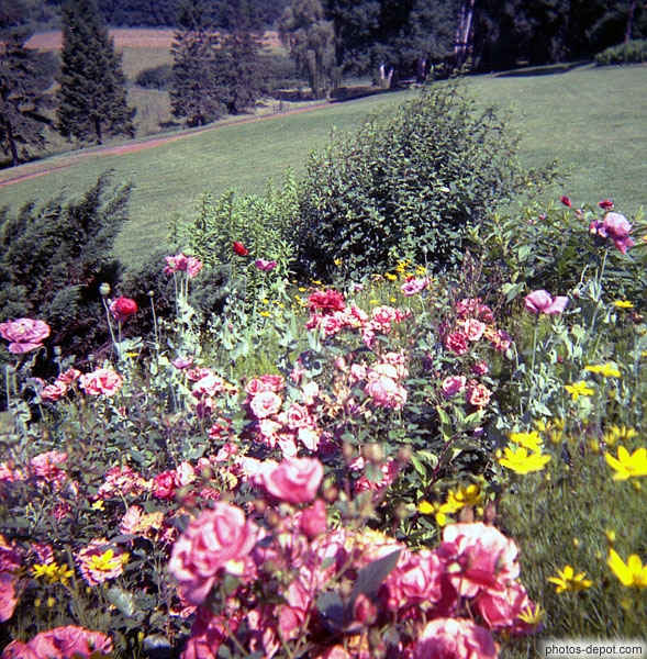 photo de jardin floral