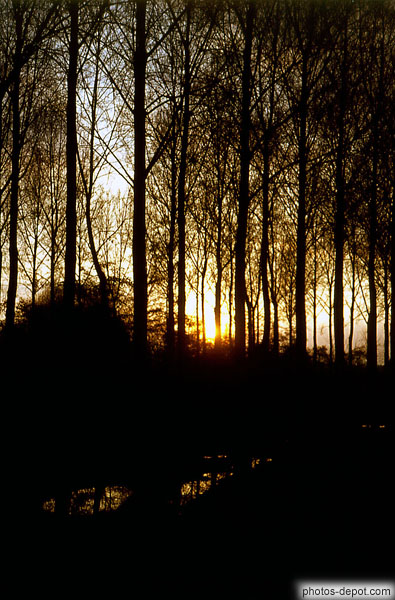 photo de reflets du soleil derrière les arbres