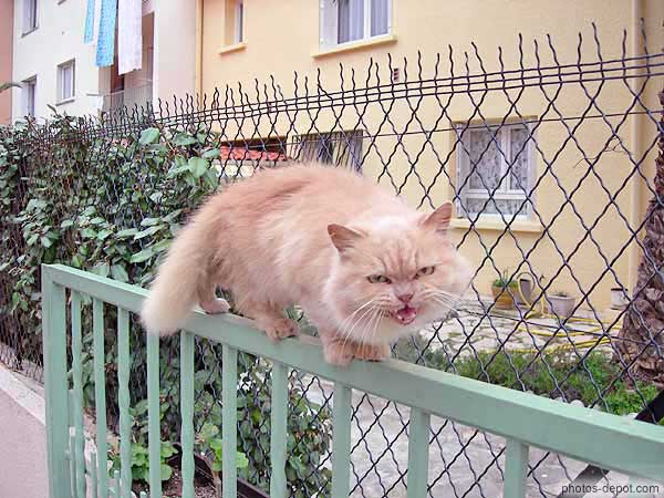 photo de chat angora miaulant sur grille
