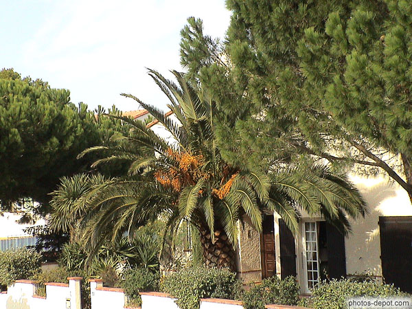 photo de large palmer dans jardin privé