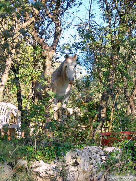 photo de cheval blanc entre les arbres