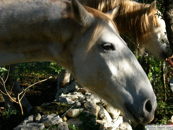 photo de têtes de chevaux blancs