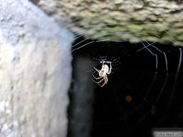 photo d'araignée et sa toile