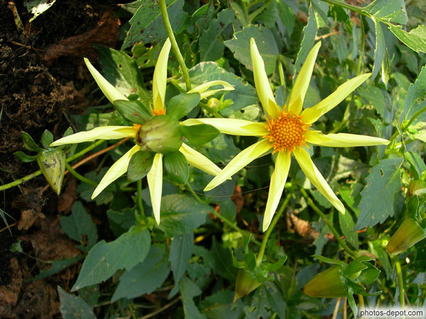 photo de fleurs jaunes en étoiles à 8 pétales et coeur orange