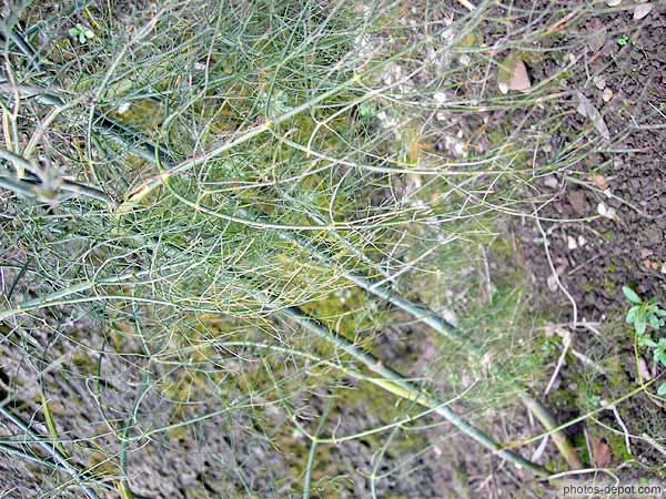 photo de Fenouil bronze