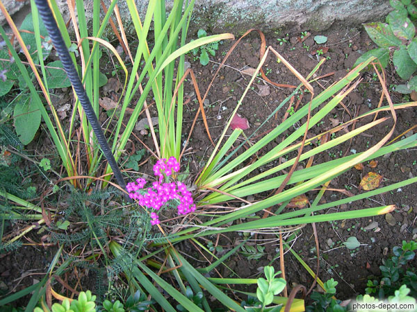 photo d'Iris sabirica