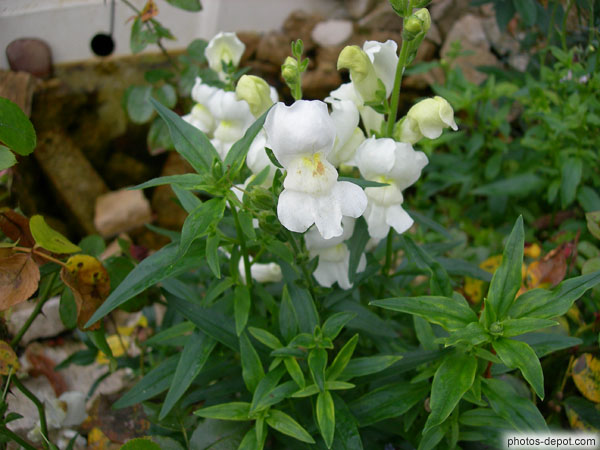photo de fleurs blanches