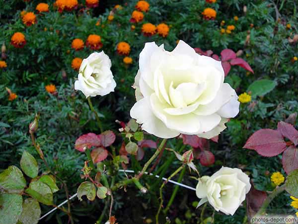 photo de roses blanches