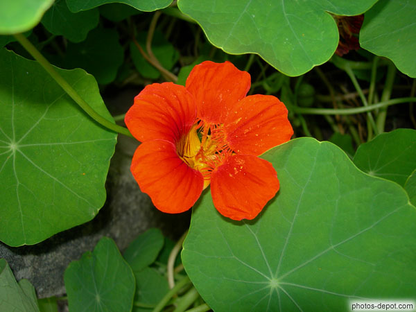 Fleur et feuille de capucine rouge