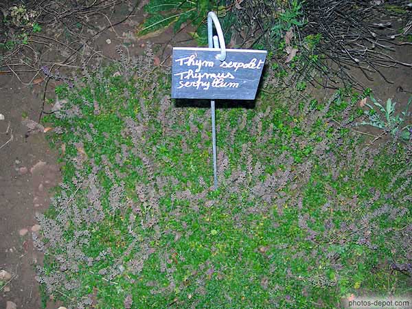 Thym serpolet