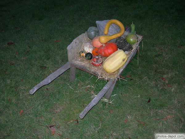 Courges dans brouette en bois