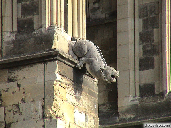 photo de Gargouille Cathédrale