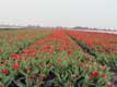 Tulipes rouges a perte de vue / Hollande, Keukenhof