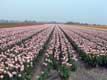 Tulipes roses à perte de vue / Hollande, Keukenhof