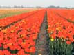 Rangées de tulipes rouge orange / Hollande, Keukenhof
