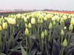 Rangée de tulipes blanches / Hollande, Keukenhof