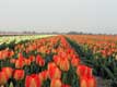 Rangées de tulipes à perte de vue / Hollande, Keukenhof