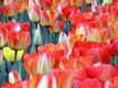 Gros plan tulipes / Hollande, Keukenhof