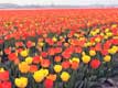 Tulipes a perte de vue / Hollande, Keukenhof