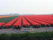 Rangées de tulipes rouges / Hollande, Keukenhof