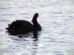 Cygne noir bec rouge / Belgique, lac de Geneval la Hulpe