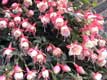 Fushia rose blanc