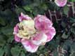 rose fan�e