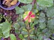 bouton de rose