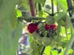 tomates