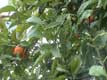 oranges / France, Pyr�n�es Orientales, Perpignan
