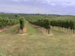 rangs de vigne bordeaux