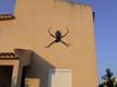 Araignée devant le mur / France, Languedoc Roussillon, Perpignan