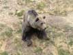 Ours brun des pyrénées / France, Languedoc Roussillon, Cerdagne, les Angles, parc animalier