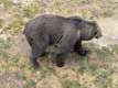 Ours brun des pyrénées / France, Languedoc Roussillon, Cerdagne, les Angles, parc animalier