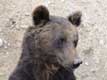 Tête d'ours brun des pyrénées / France, Languedoc Roussillon, Cerdagne, les Angles, parc animalier