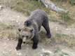 Ours brun des pyrénées / France, Languedoc Roussillon, Cerdagne, les Angles, parc animalier