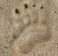 Traces de pas d'ours / France, Languedoc Roussillon, Cerdagne, les Angles, parc animalier