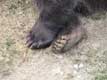 Pattes d'ours brun des pyrénées / France, Languedoc Roussillon, Cerdagne, les Angles, parc animalier