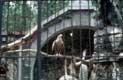 aigle / Belgique, Anvers, Zoo